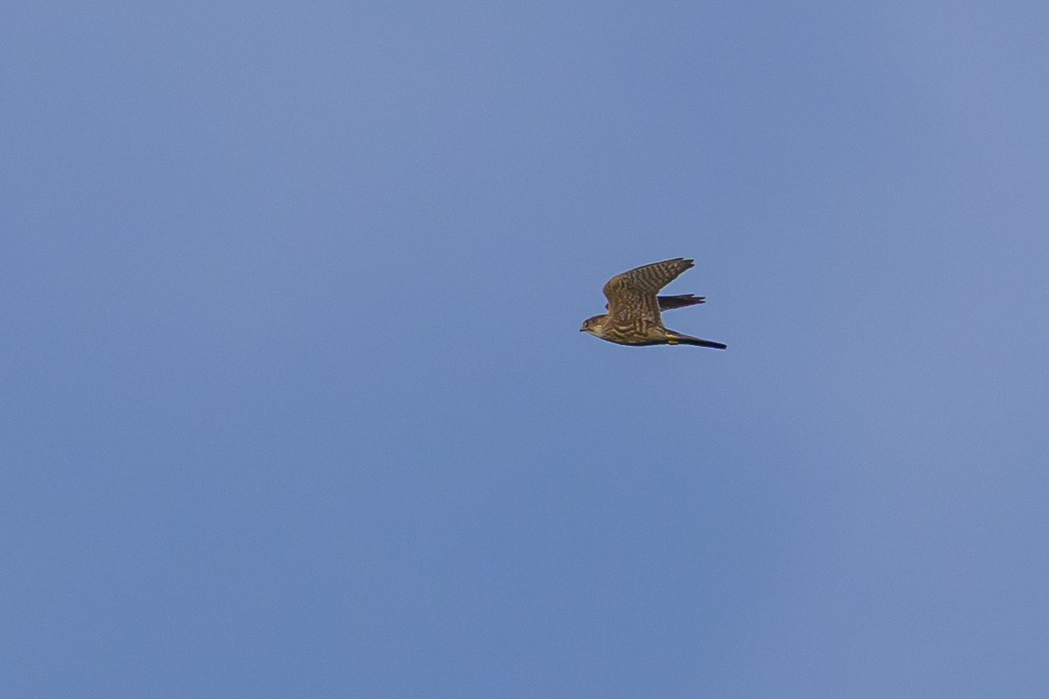 Esmerejón - ML646512751