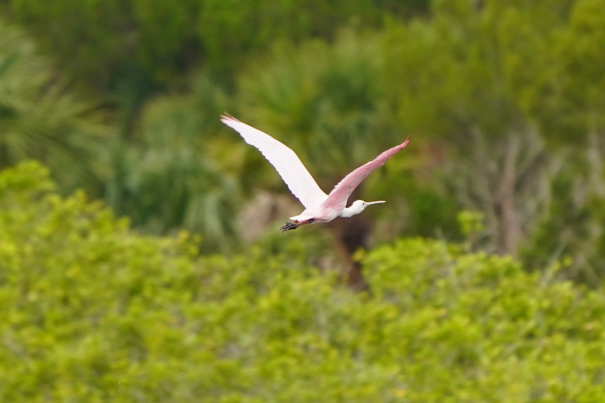 kolpík růžový - ML646512753