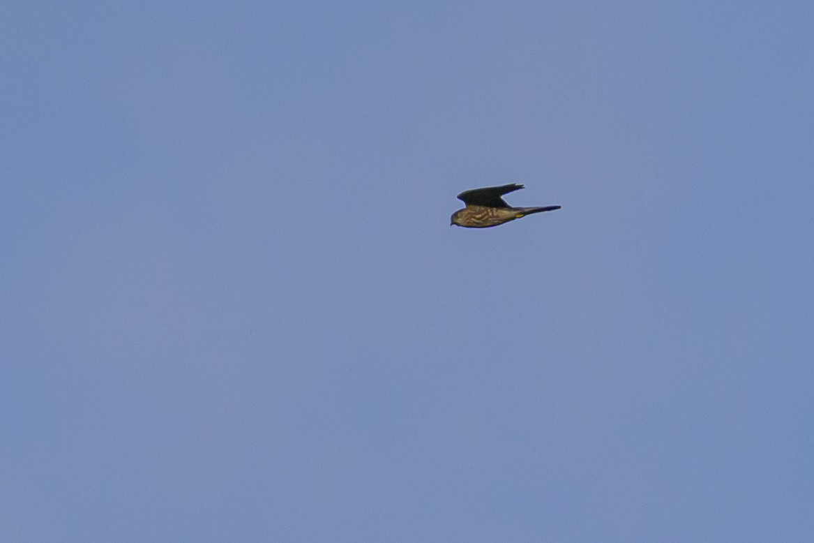 Esmerejón - ML646512754