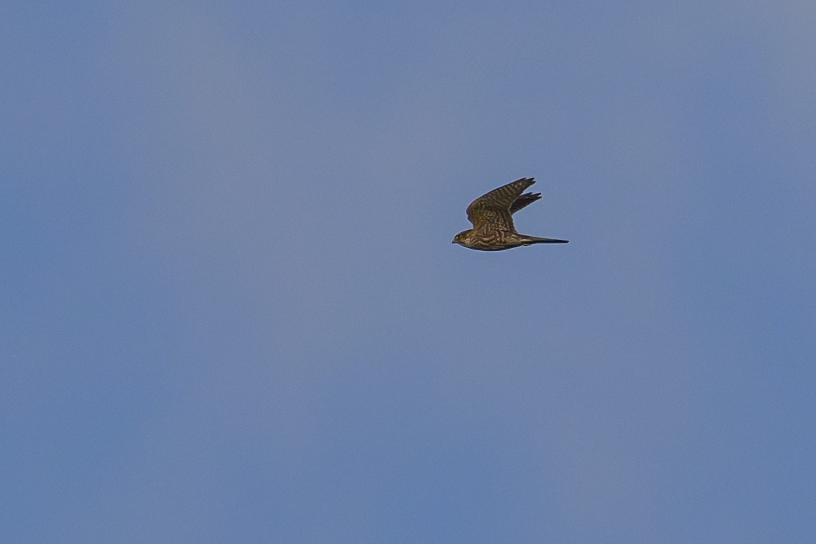 Esmerejón - ML646512758