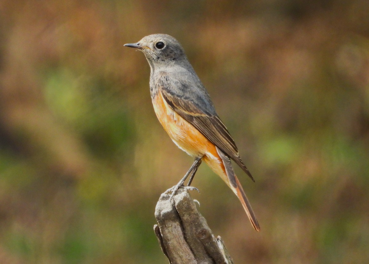 חכלילית סלעים - ML646512760
