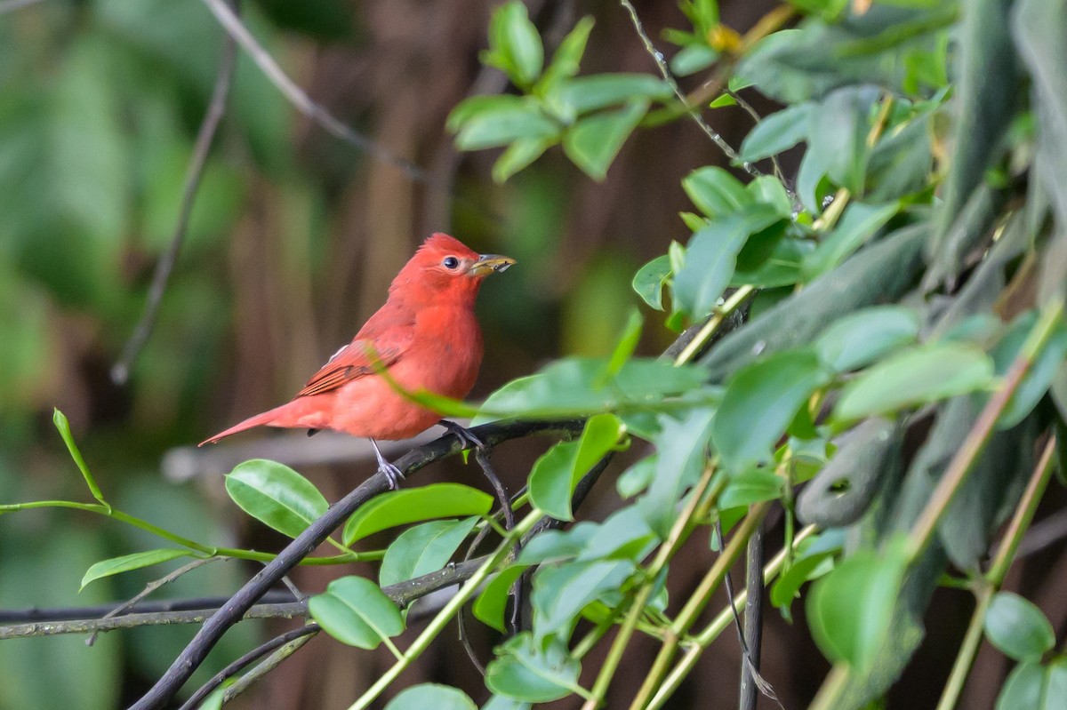 Piranga Roja - ML646512761
