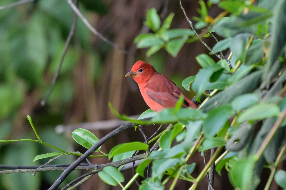 Piranga Roja - ML646512762