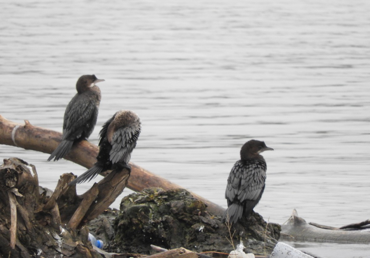 Cormoran pygmée - ML646512764