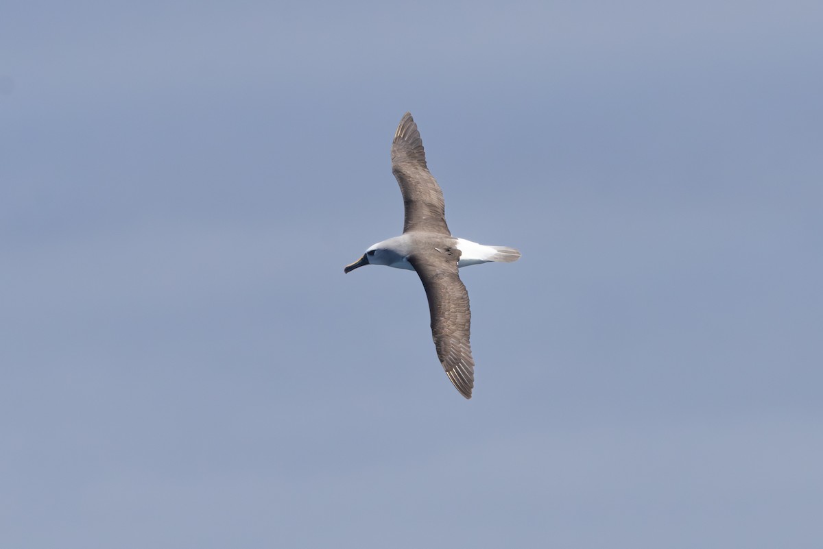 Atlantic Yellow-nosed Albatross - ML646512765