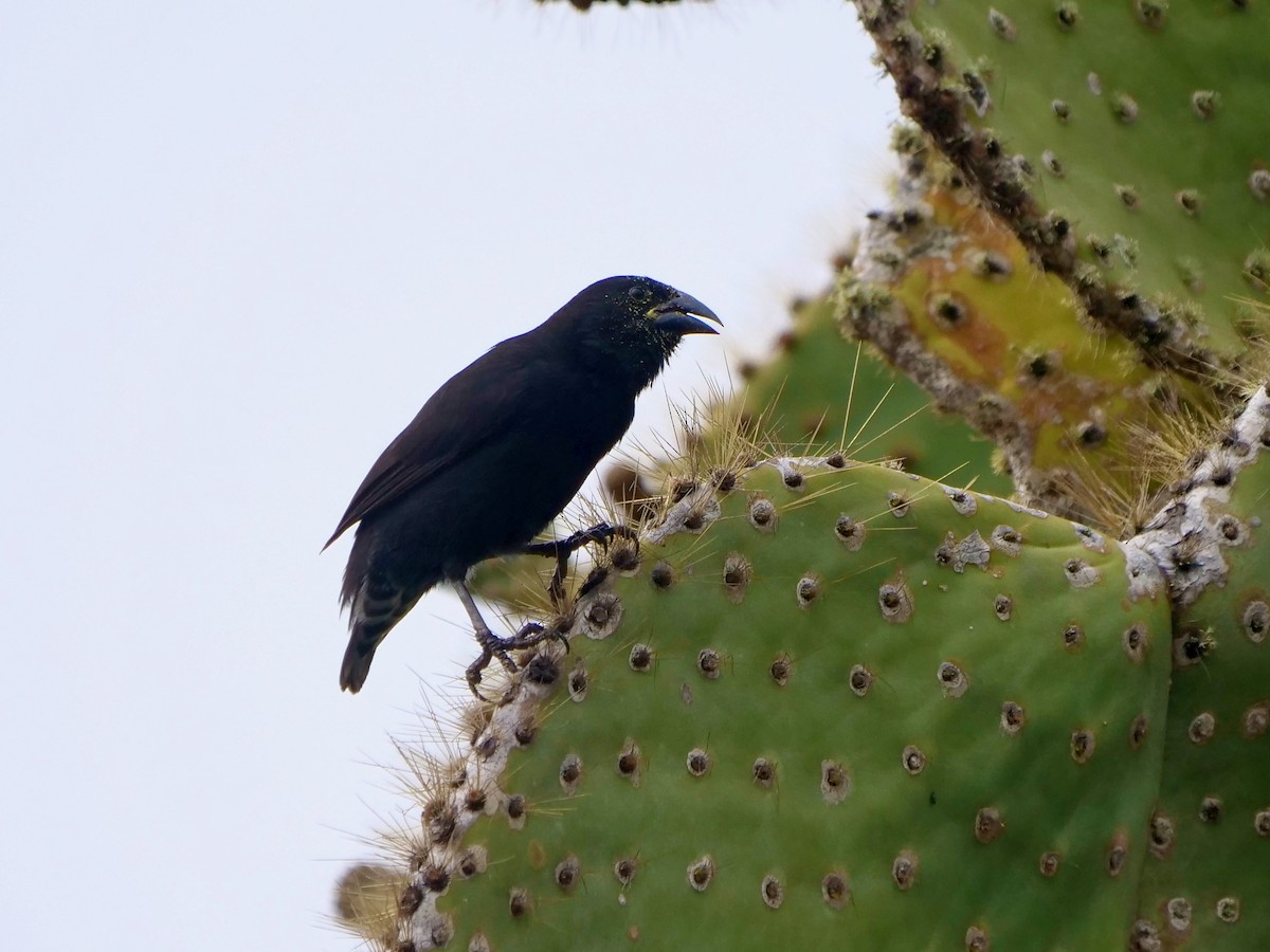 Pinzón de Darwin de Isla Española - ML646512767