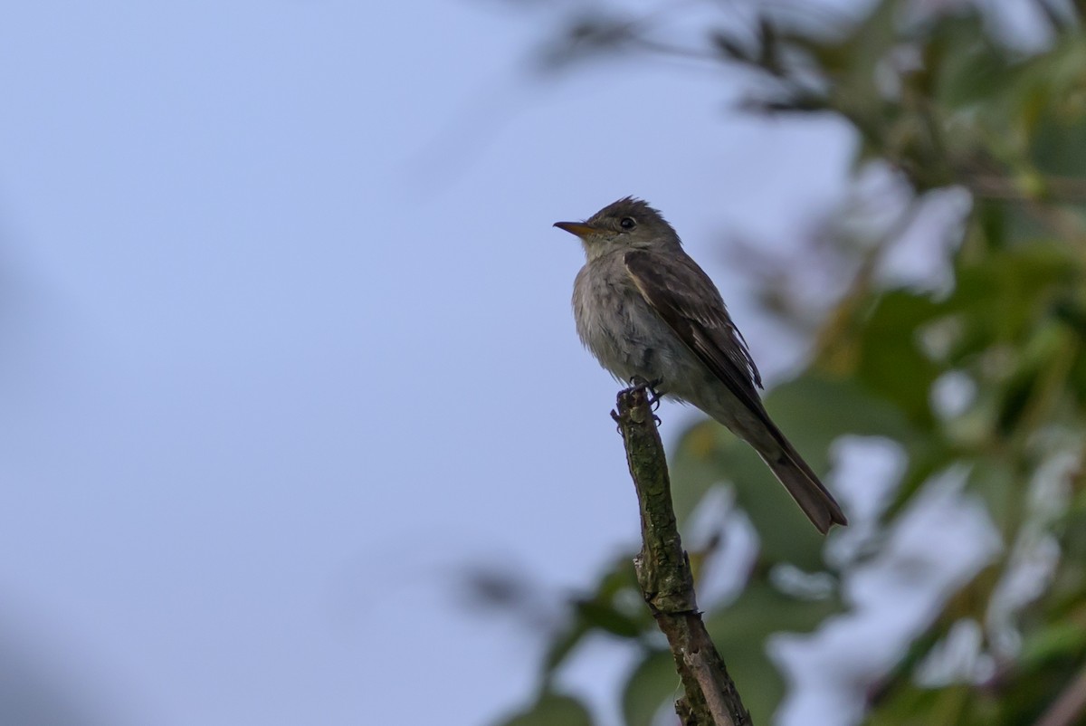 Pibí Oriental - ML646512768