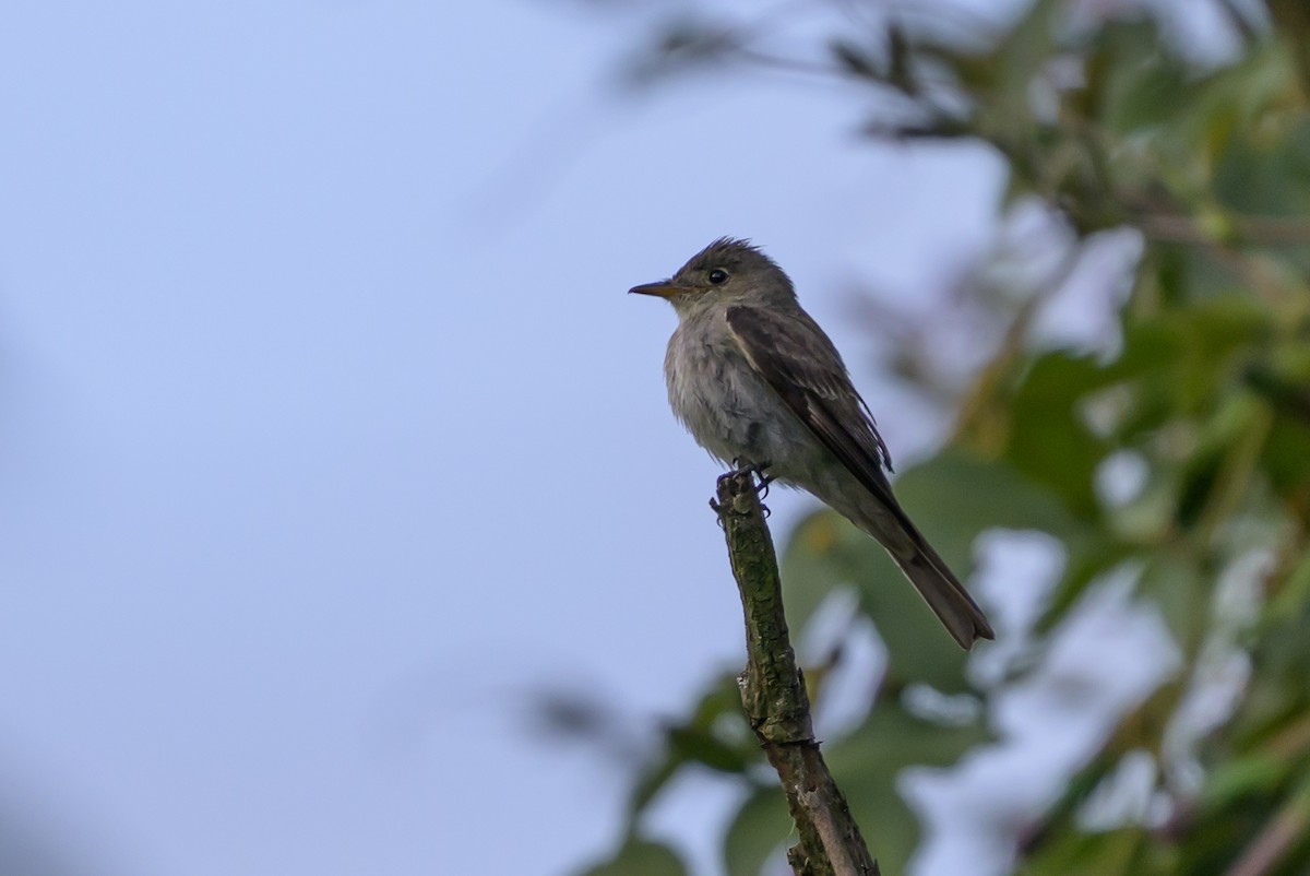 Pibí Oriental - ML646512769