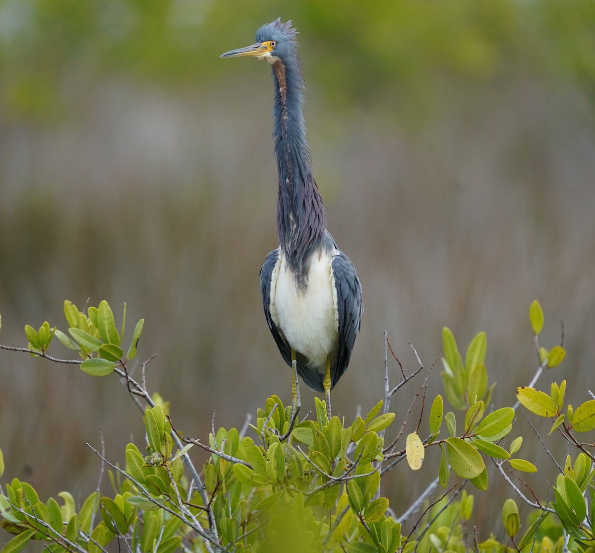 volavka tříbarvá - ML646512770