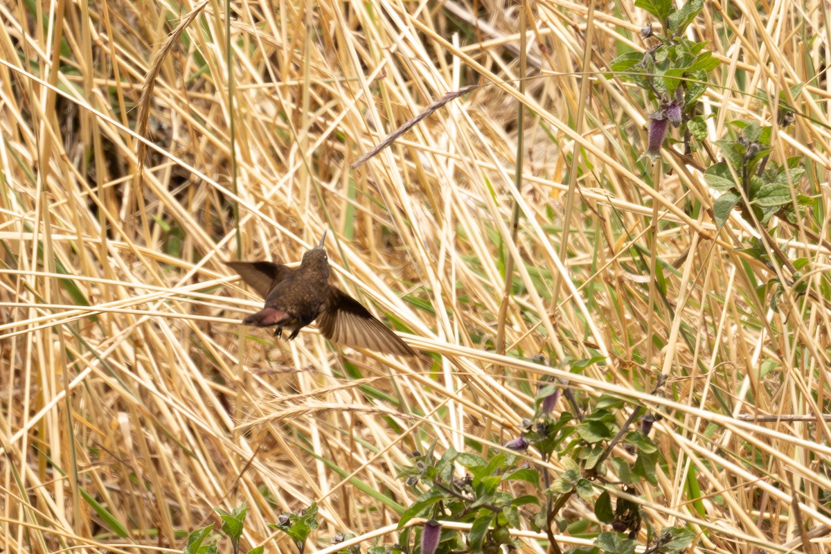 Black Metaltail - ML646512771