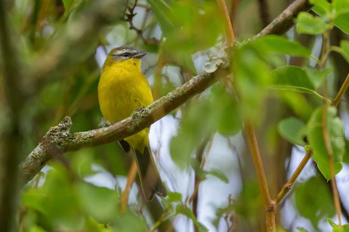 Hemispingo Cejudo - ML646512772