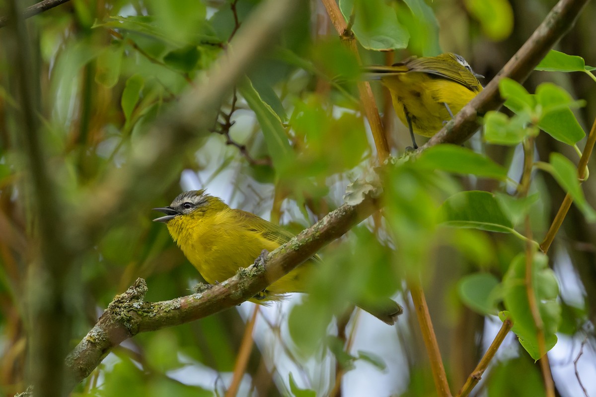 Hemispingo Cejudo - ML646512773