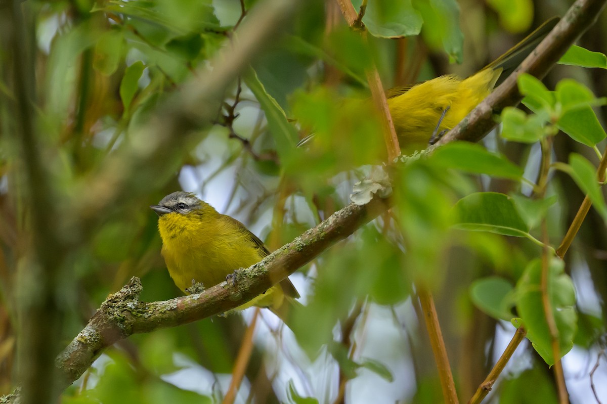 Hemispingo Cejudo - ML646512774