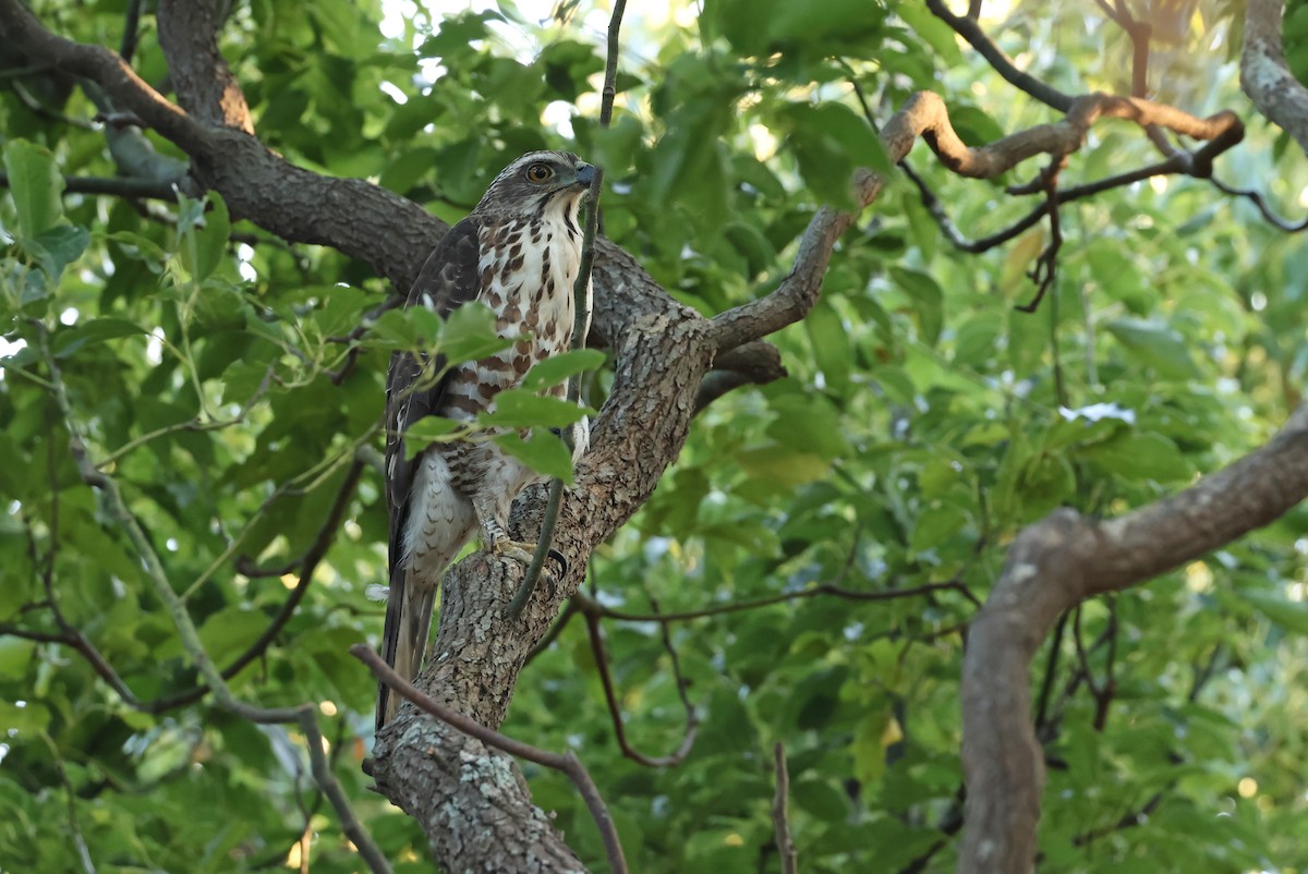 鳳頭蒼鷹 - ML646512777