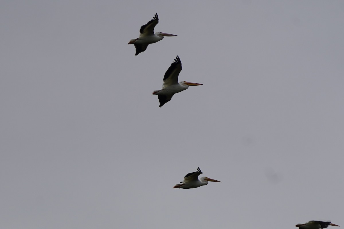 pelikán severoamerický - ML646512778