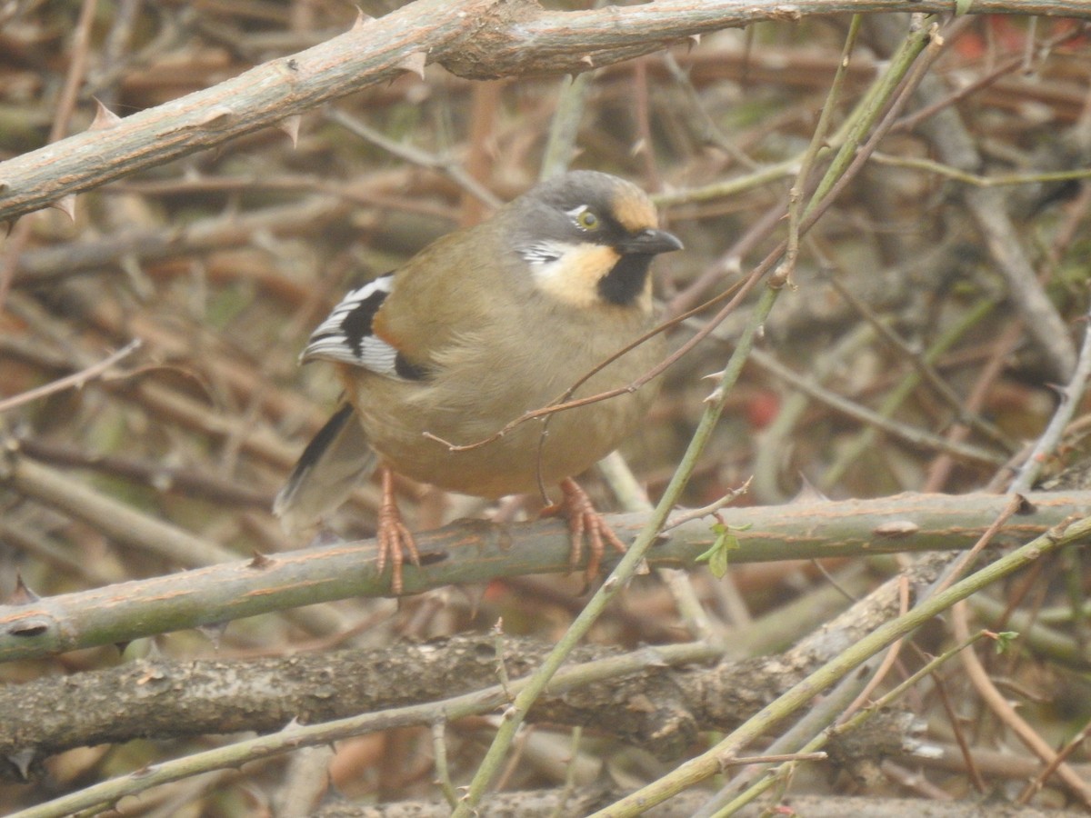 Variegated Laughingthrush - ML646512779