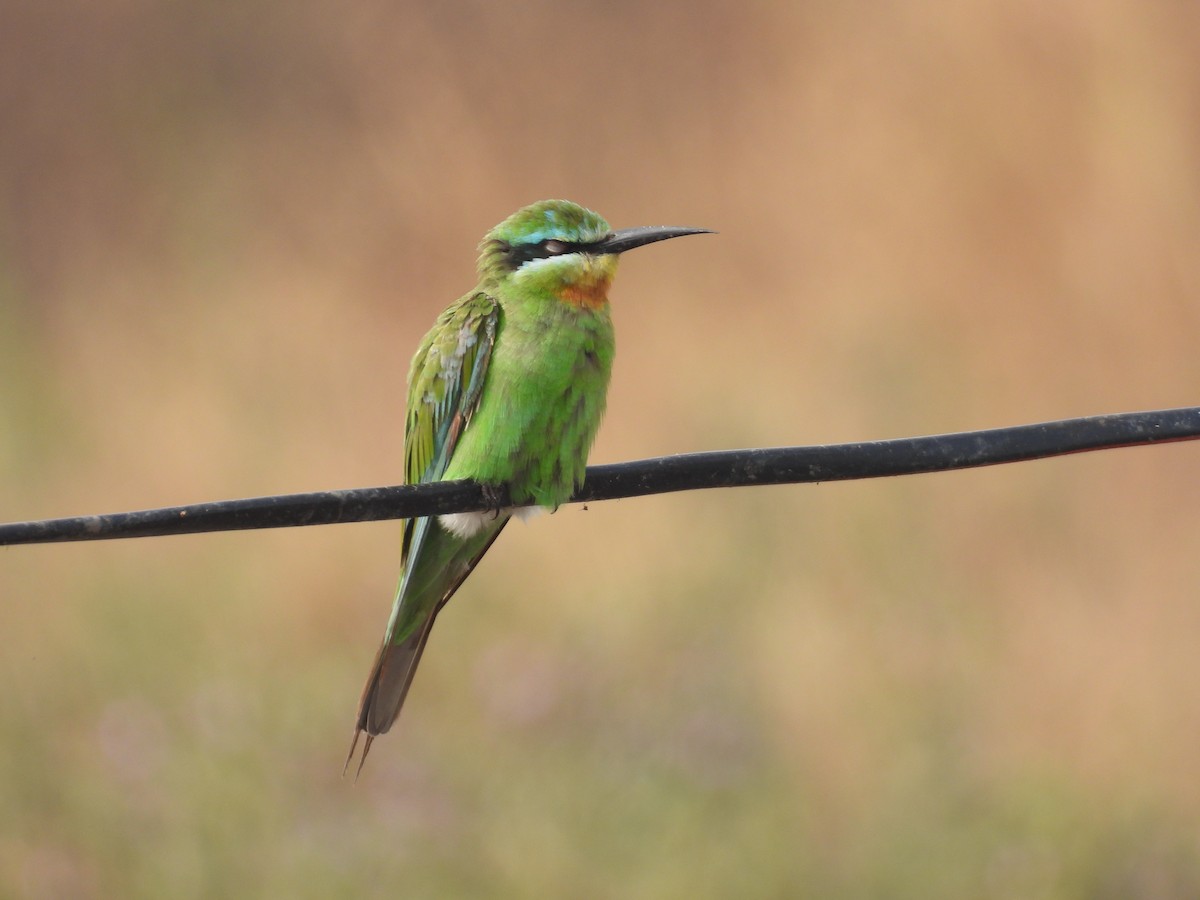 Blue-cheeked Bee-eater - ML646512785