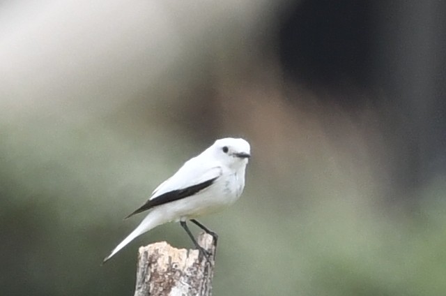 White Monjita - ML646512786