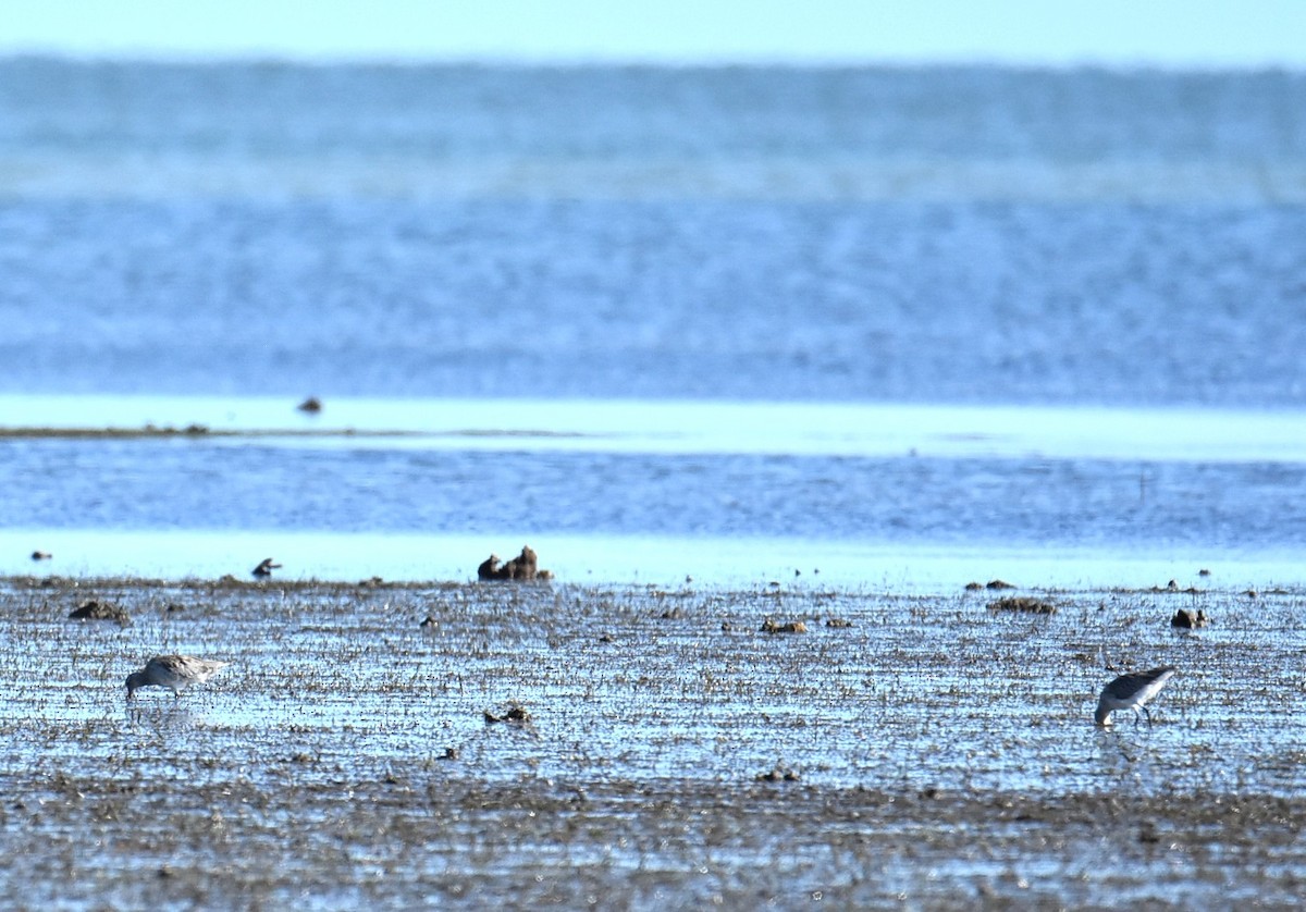 Bar-tailed Godwit - ML646512787