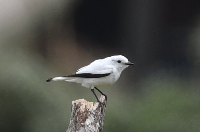 White Monjita - ML646512788