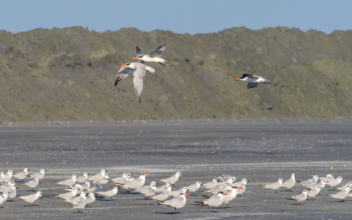 Caspian Tern - ML646512789