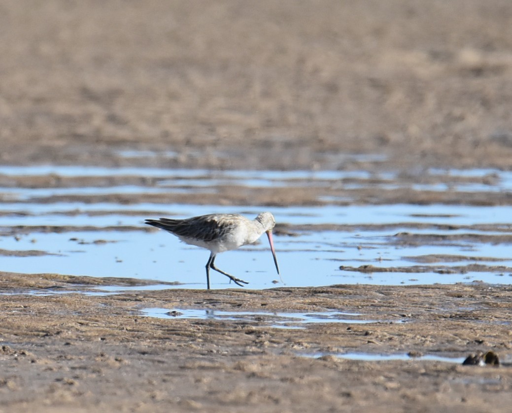 Bar-tailed Godwit - ML646512790