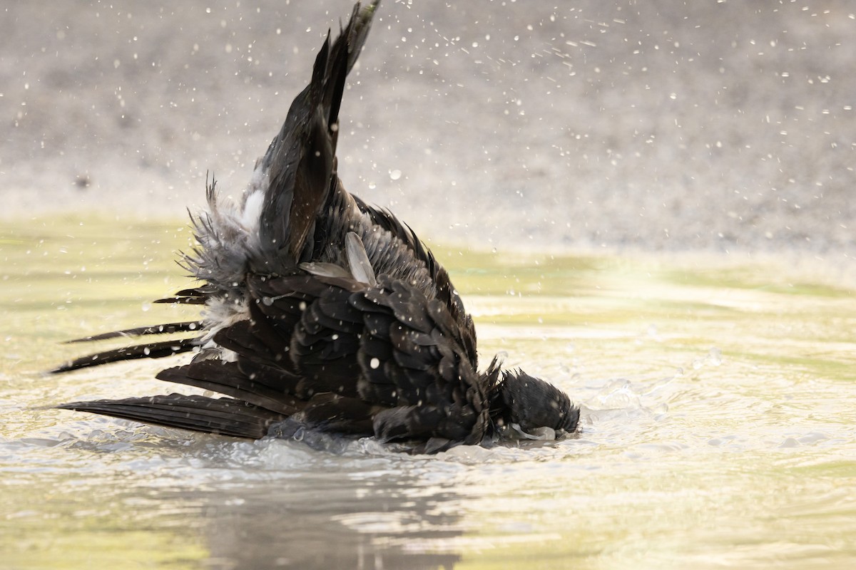 Rock Pigeon (Feral Pigeon) - ML646512791