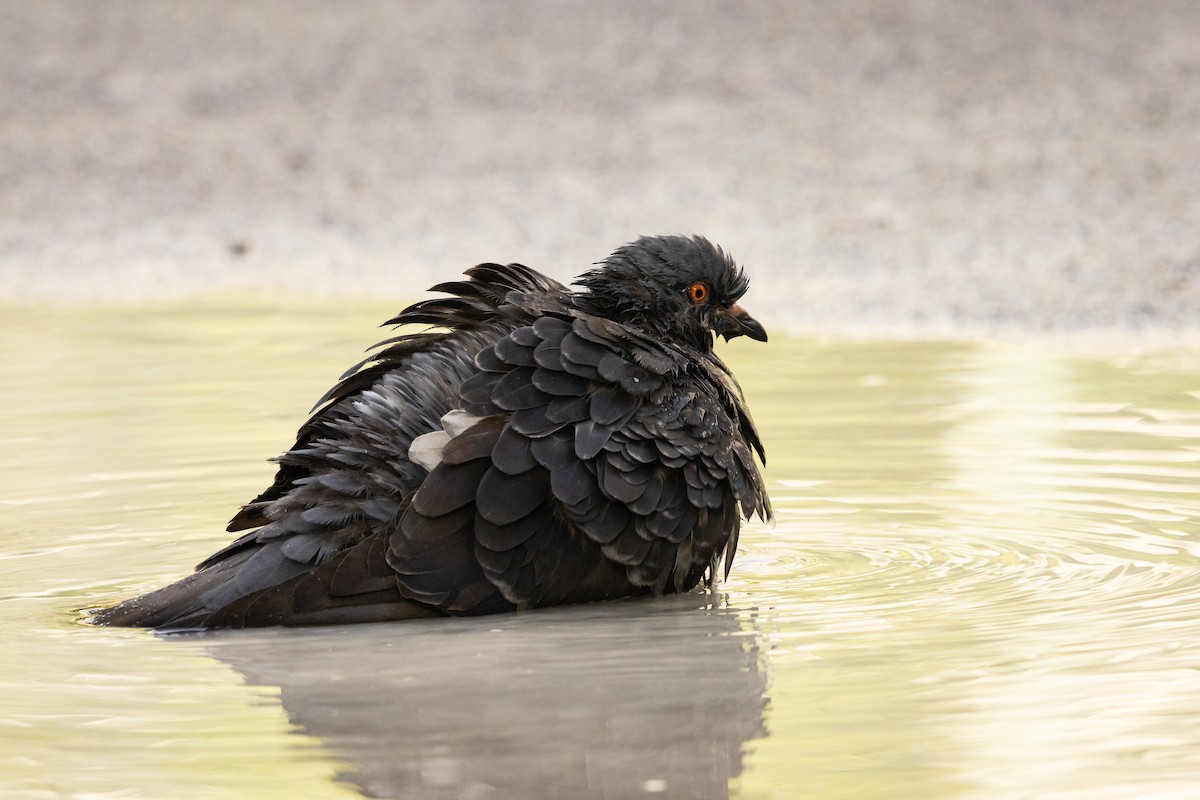 Rock Pigeon (Feral Pigeon) - ML646512792