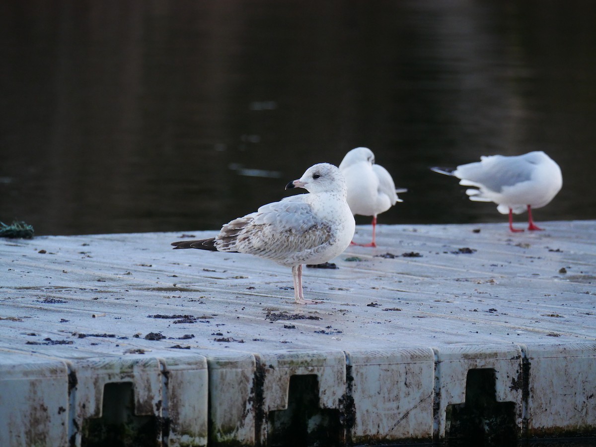 Ring-billed Gull - ML646512804