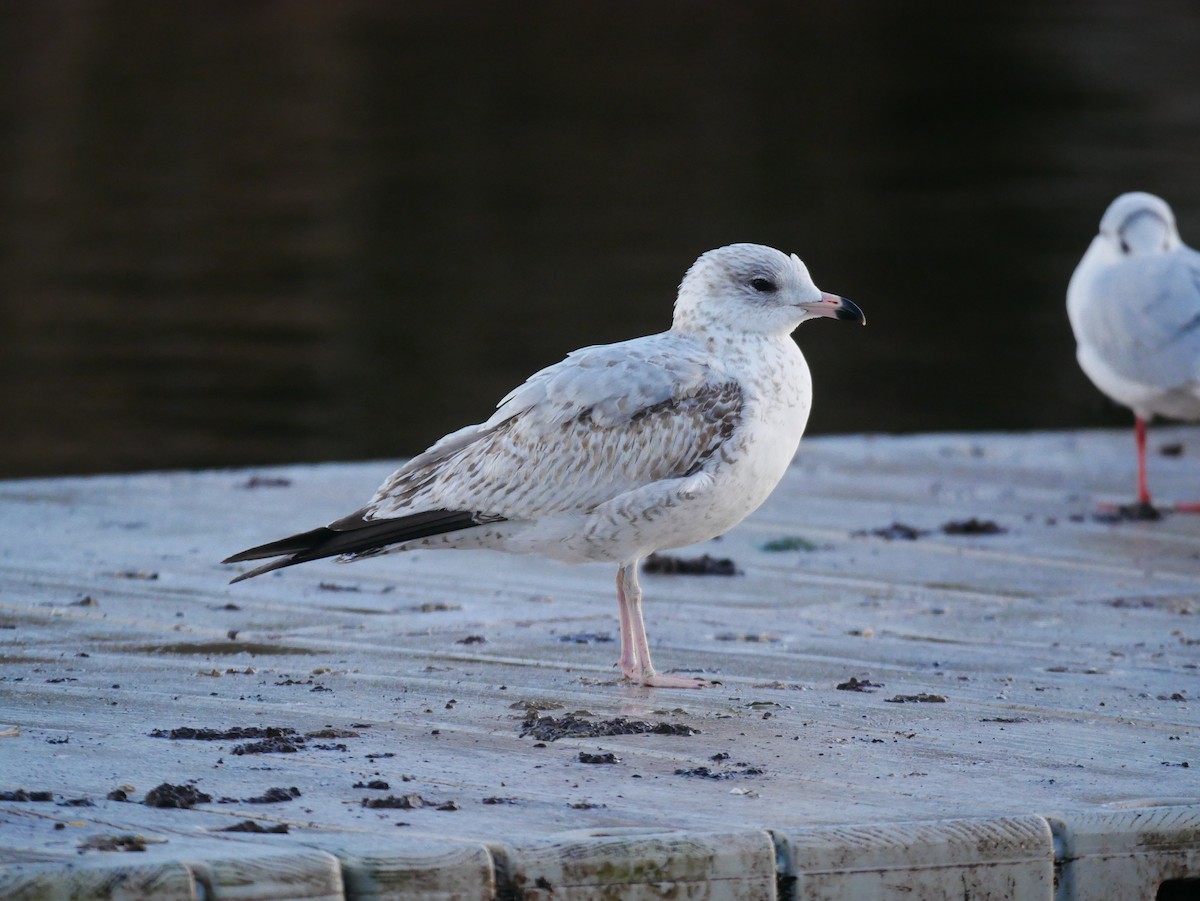 Ring-billed Gull - ML646512805