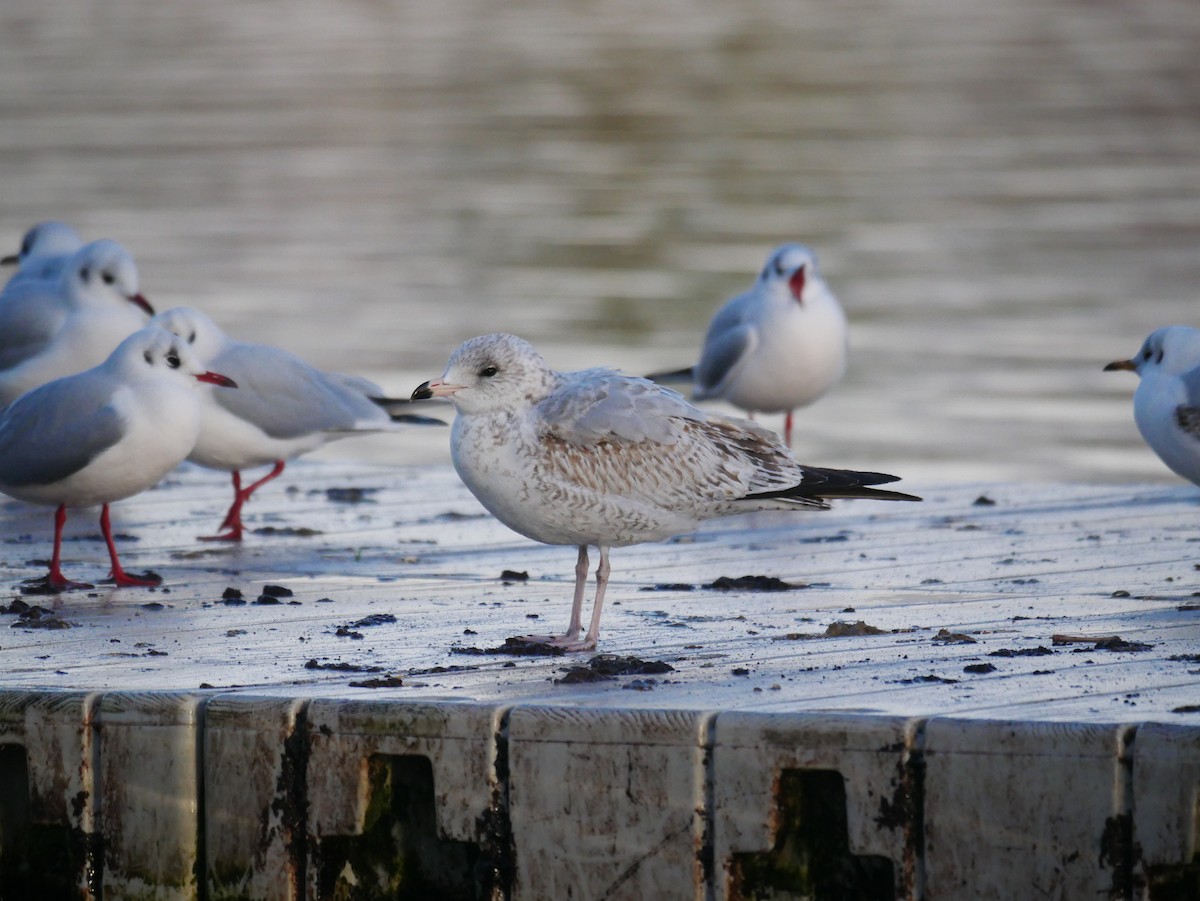 Ring-billed Gull - ML646512806