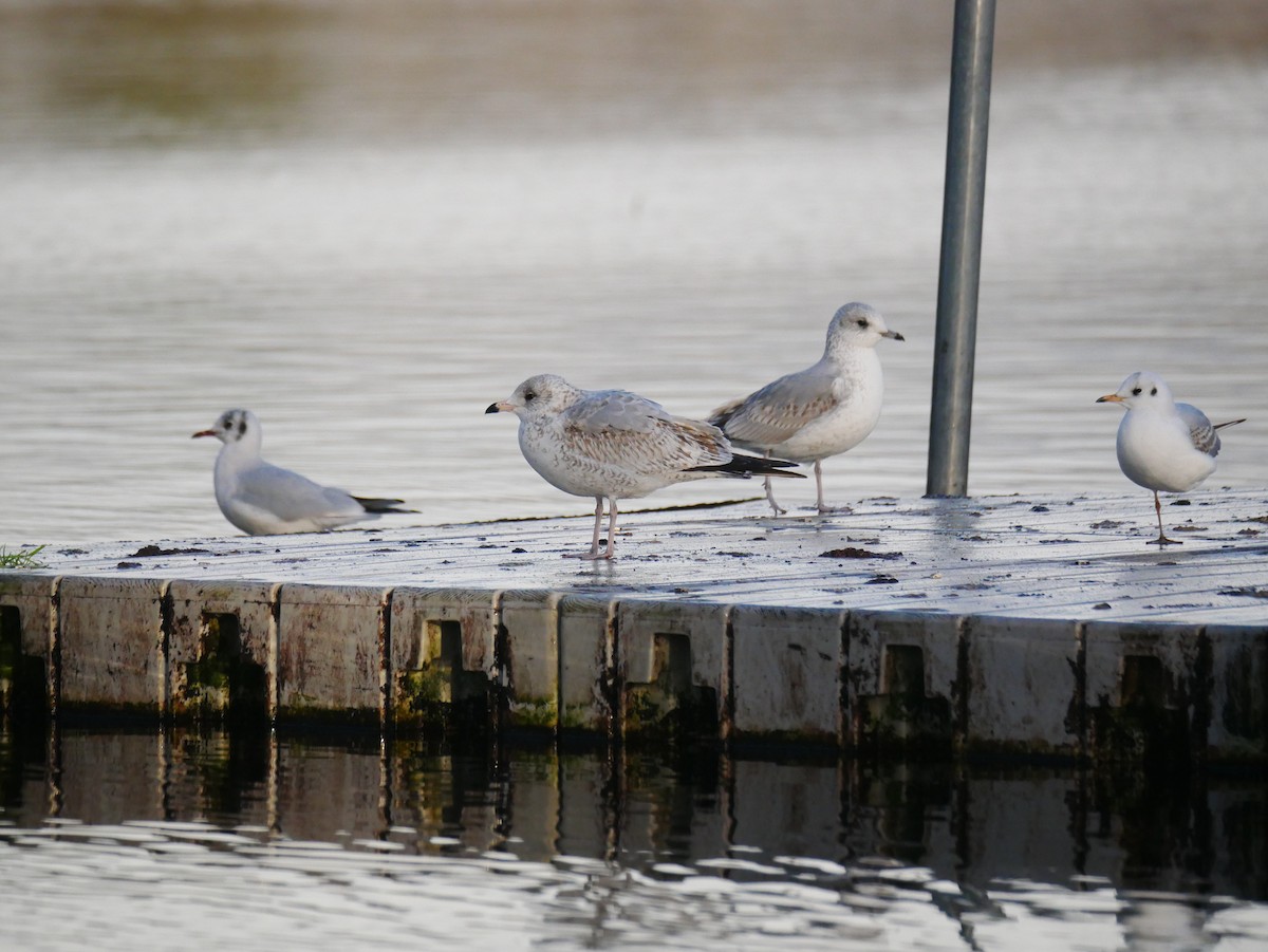 Ring-billed Gull - ML646512807