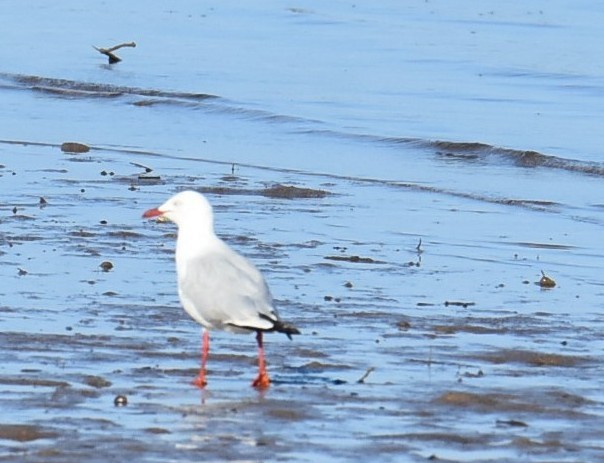 Silver Gull (Silver) - ML646512808