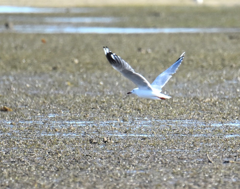 Silver Gull (Silver) - ML646512809