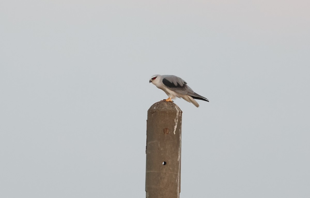 Black-winged Kite - ML646512810