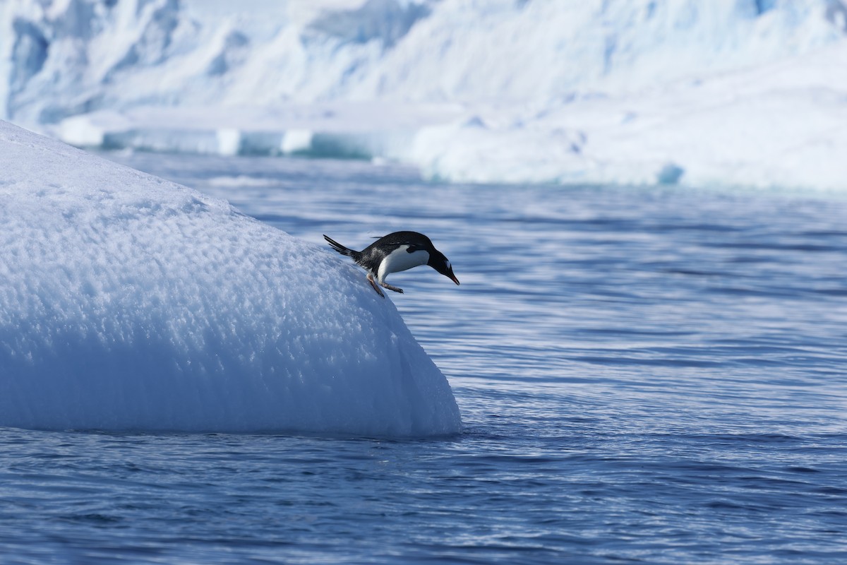 Gentoo Penguin - ML646512811