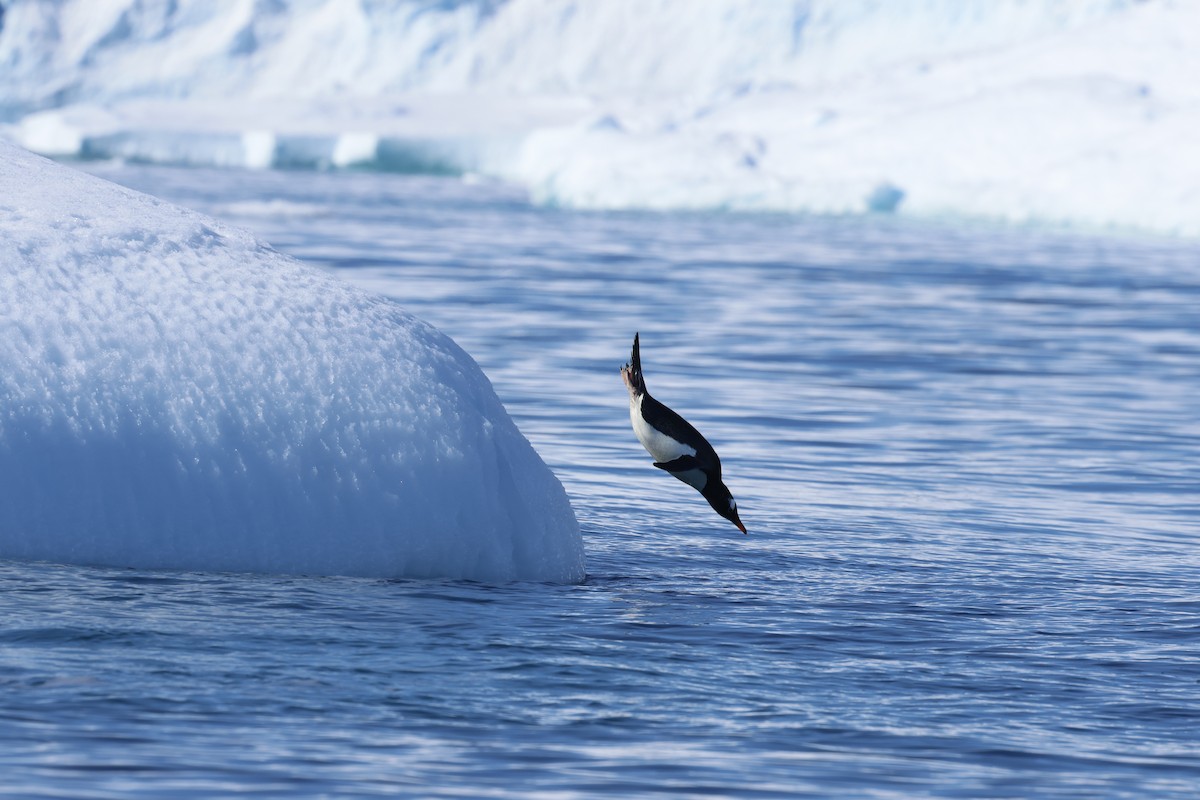 Gentoo Penguin - ML646512812