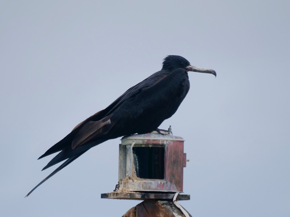 Magnificent Frigatebird - ML646512813