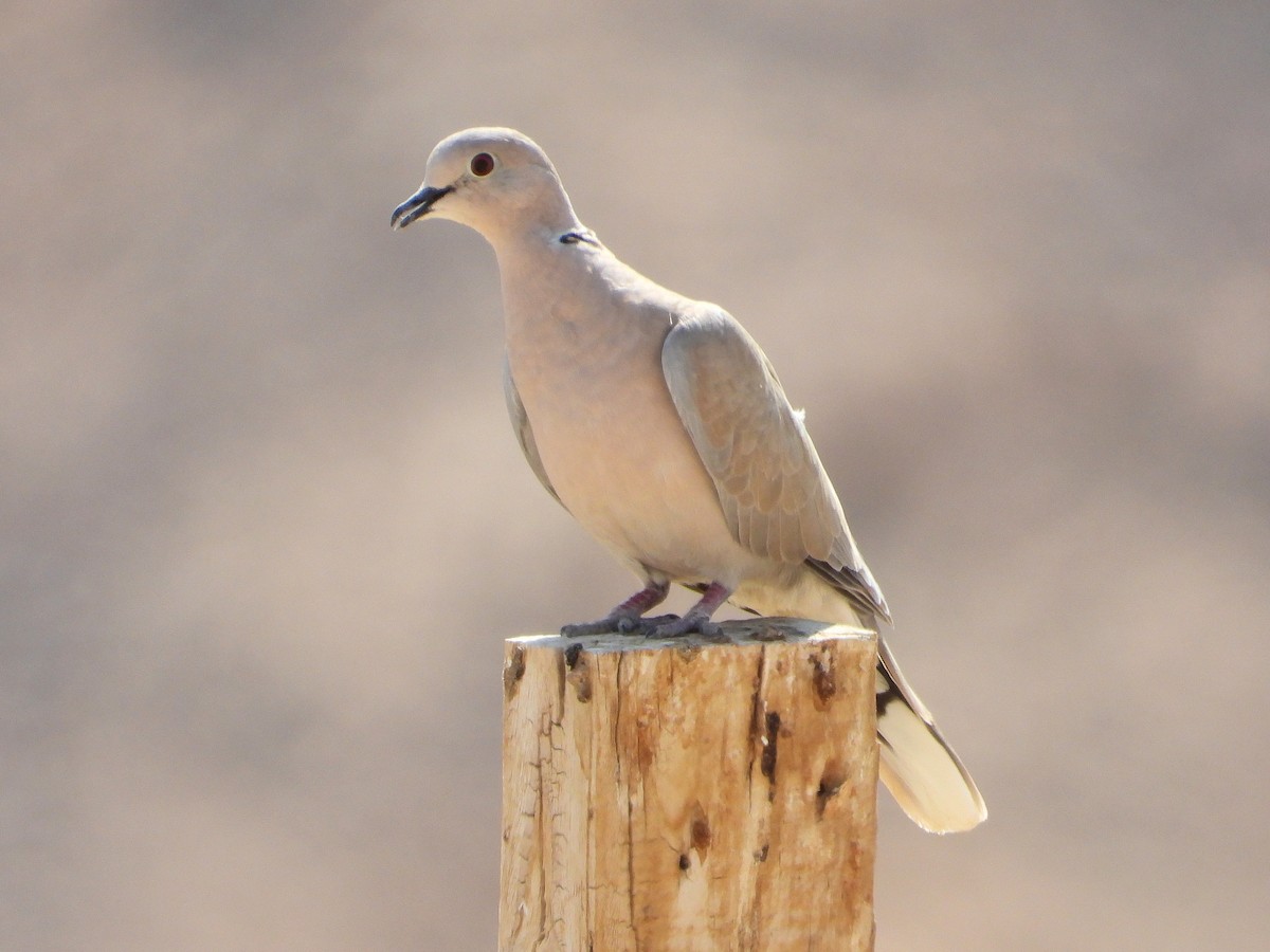 African Collared-Dove - ML646512814