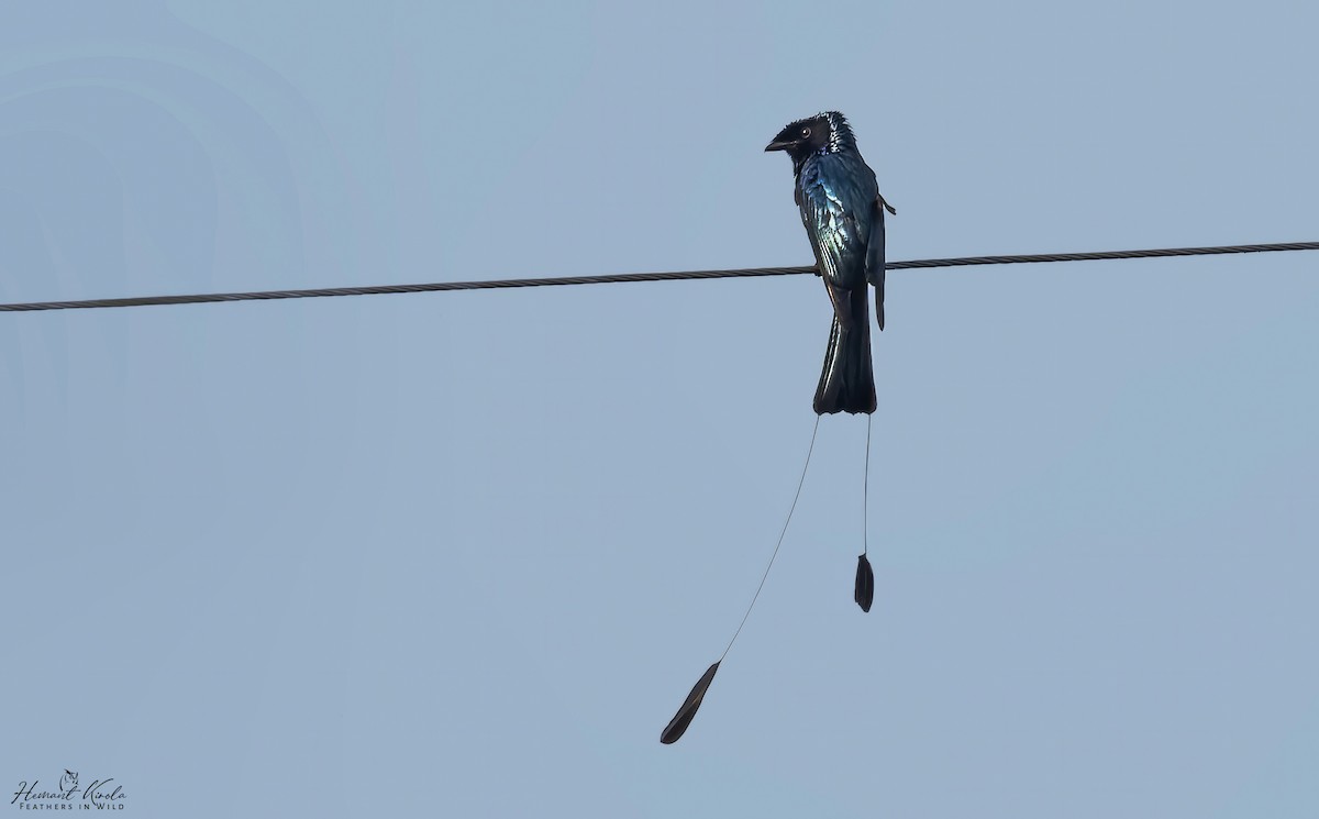 Lesser Racket-tailed Drongo - ML646512815