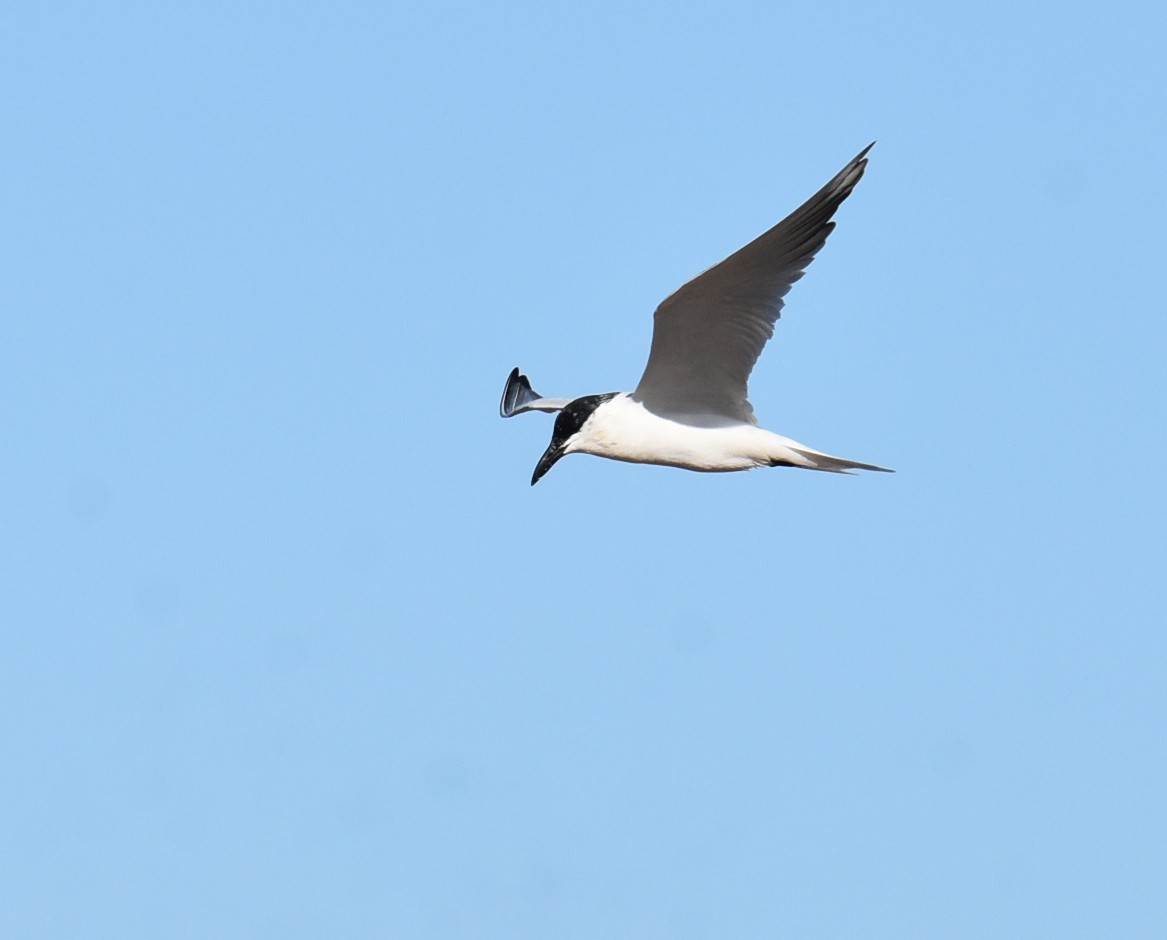 Australian Tern - ML646512816