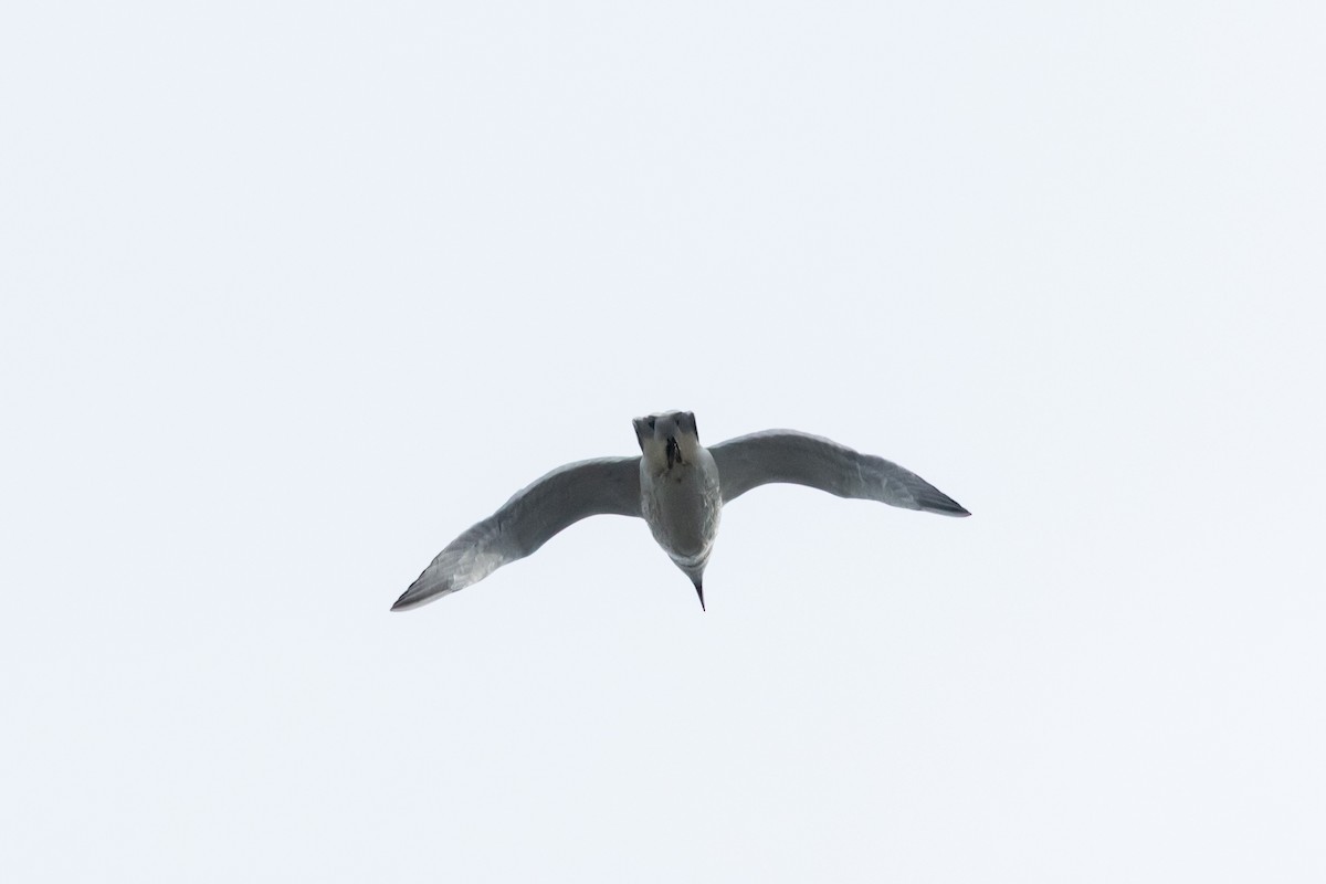 Black-tailed Gull - ML646512817