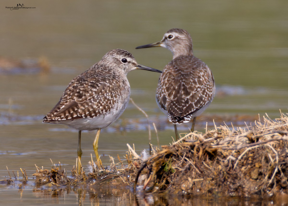 vodouš bahenní - ML646512819