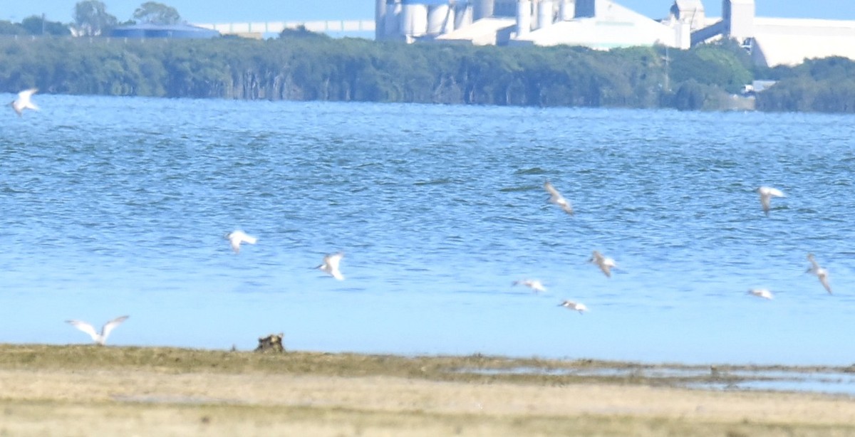Australian Tern - ML646512820
