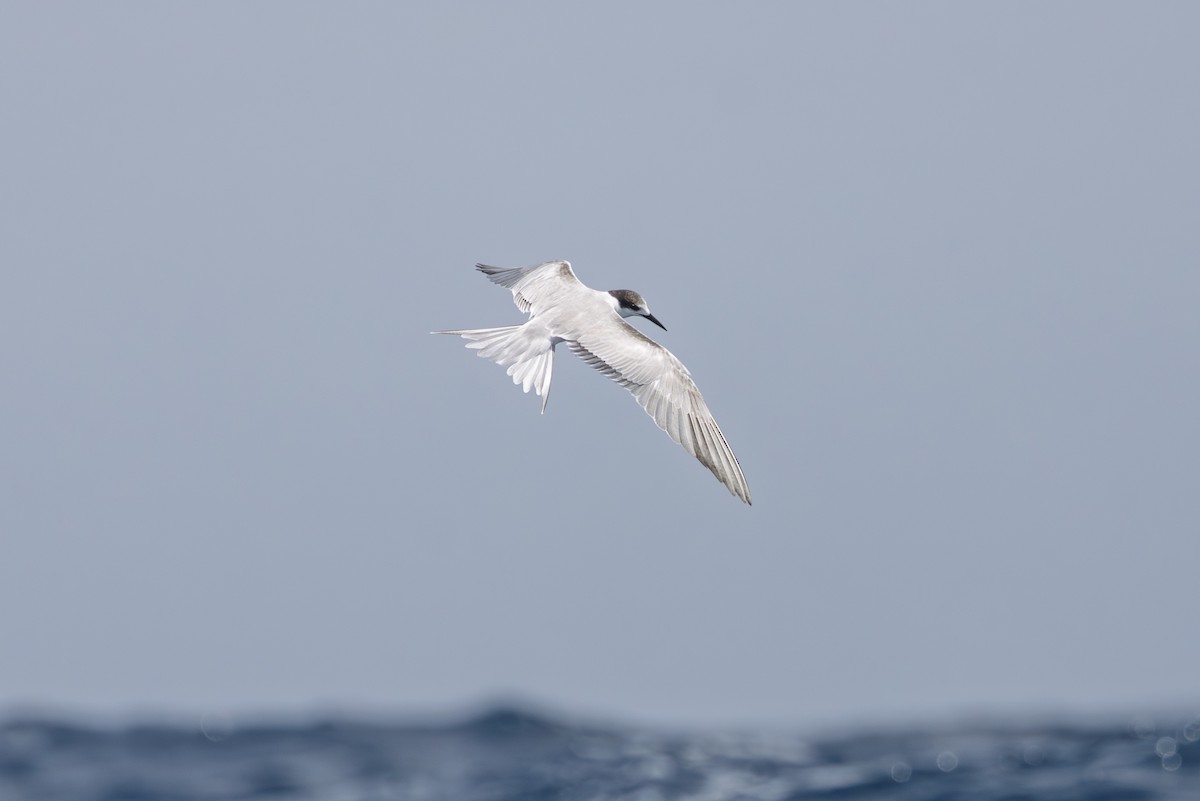 Речная крачка - ML646512821