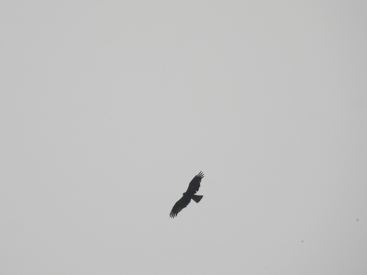 Greifvogel, unbestimmt - ML646512822