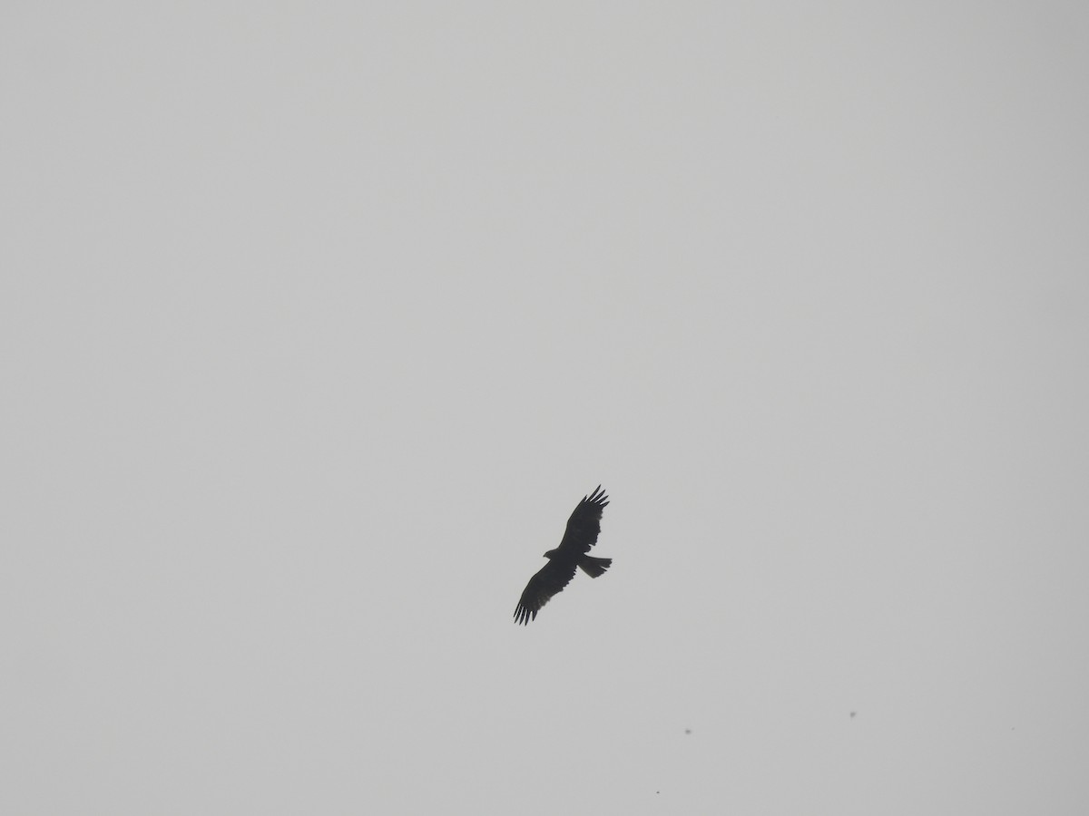 Greifvogel, unbestimmt - ML646512823