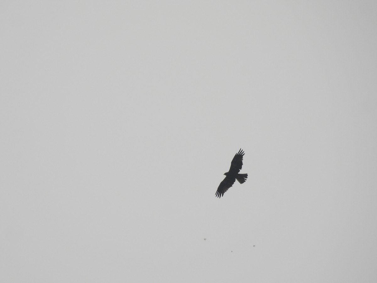 Greifvogel, unbestimmt - ML646512824