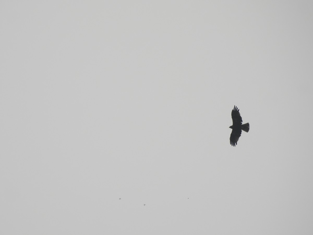 Greifvogel, unbestimmt - ML646512826