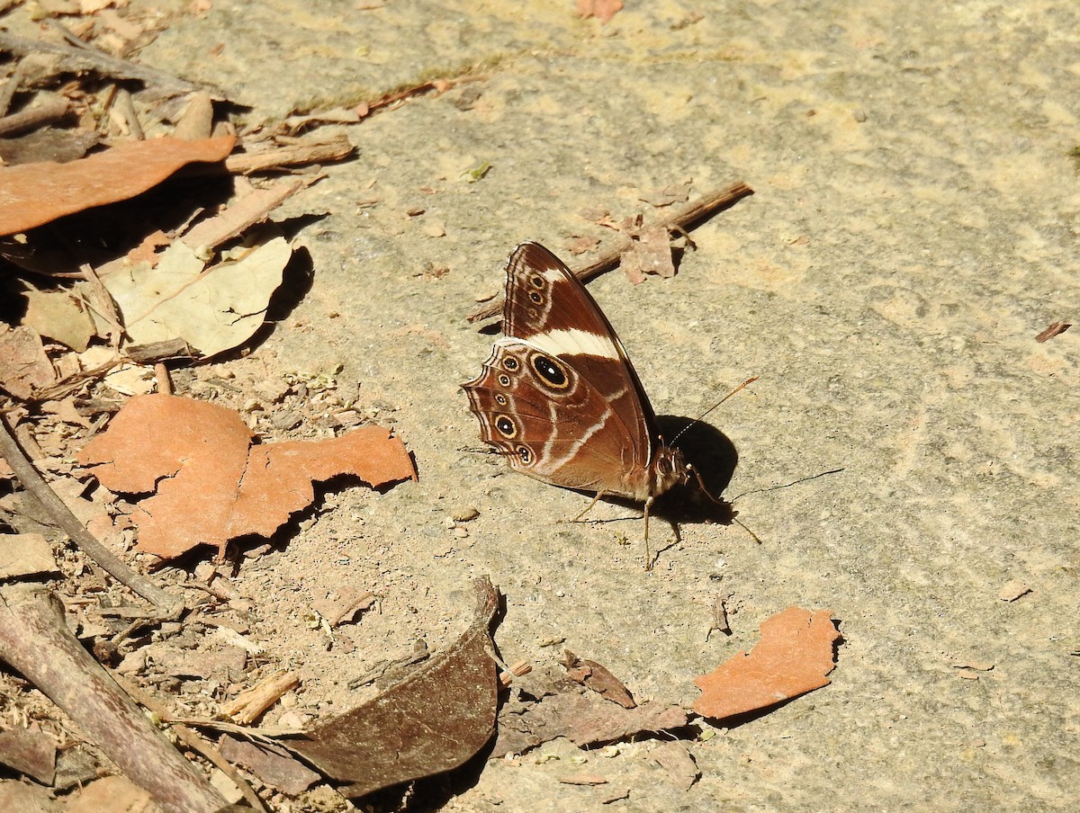 Banded Tree Brown - ML646512828